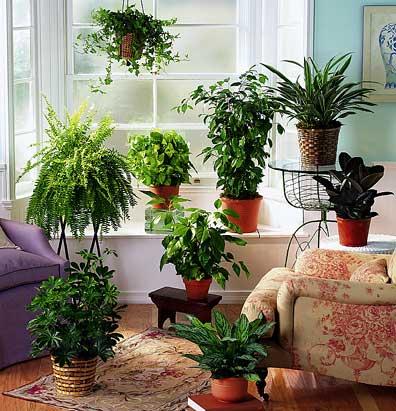 illuminazione piante in casa