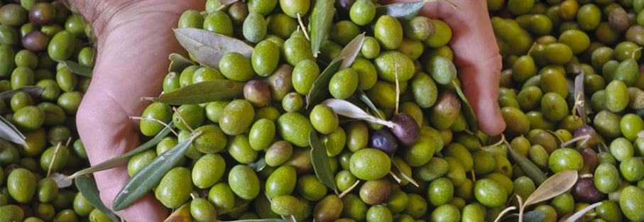 Abbacchiatori per olive