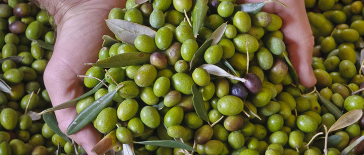 raccogli olive